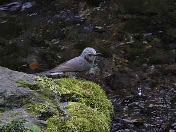 High angle view of bird perching on rock