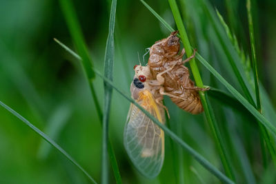 Close-up of insect on leaf