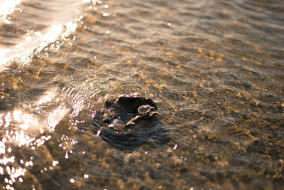 High angle view of crab in water