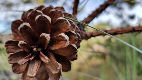 Close-up of flowering plant