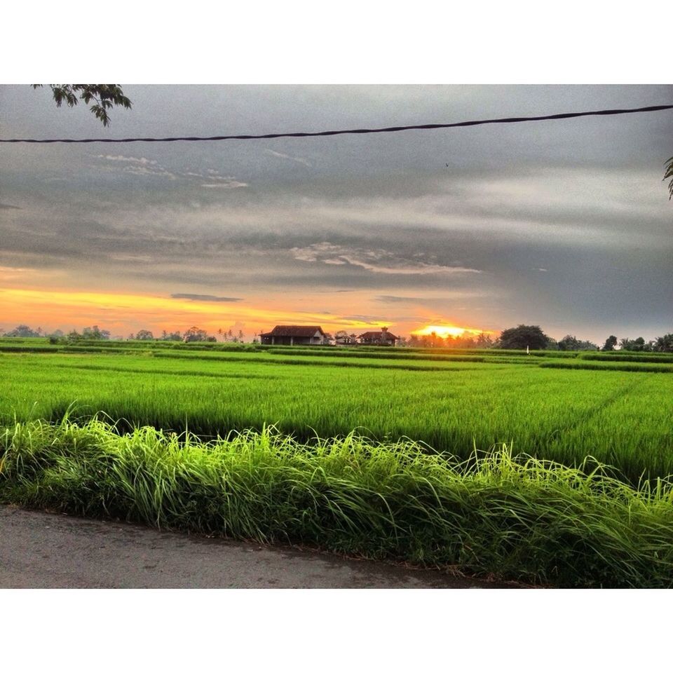 field, landscape, rural scene, sky, agriculture, tranquil scene, sunset, farm, grass, scenics, tranquility, beauty in nature, nature, cultivated land, growth, green color, cloud - sky, crop, cloud, building exterior