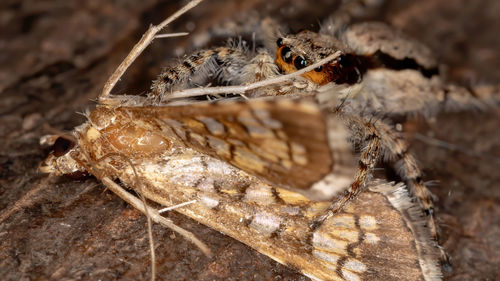 Close-up of a lizard