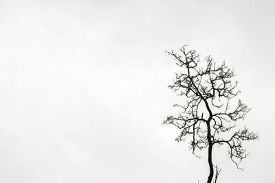 Low angle view of bare tree against clear sky