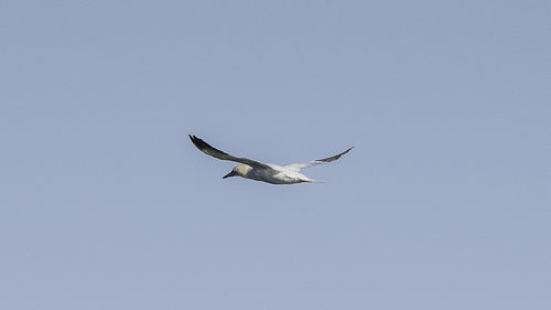 Low angle view of bird flying against clear sky