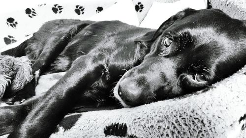 Close-up of dog resting