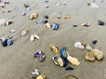 High angle view of shells on beach