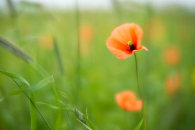 Close-up of orange poppy blooming on field