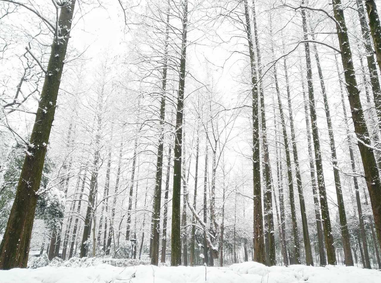 BARE TREES ON SNOW COVERED LAND