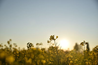 Close-up of yellow flowering plants on field against sky