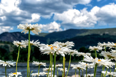 Close-up of white flowers blooming against sky