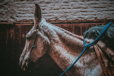 Close-up of a horse