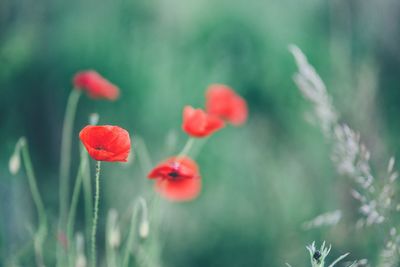 Flower in a flower field 