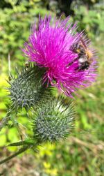 Close-up of honey bee on thistle