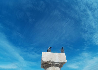 Low angle view of birds perching on rock