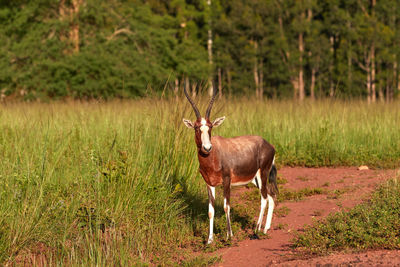 Blesbok in milwane national park in swaziland