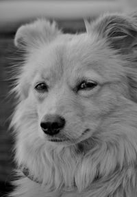 Close-up portrait of dog