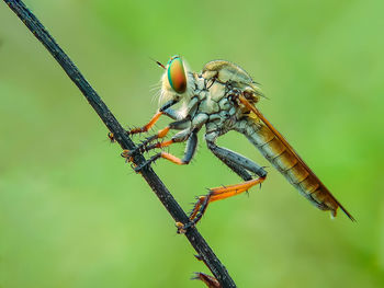 Close-up of insect perching on leaf