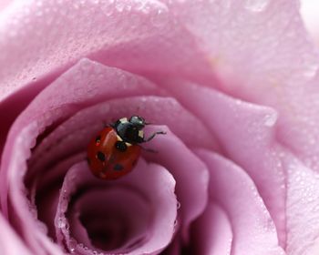 Close-up of ladybug on purple flower