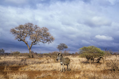 Zebra standing on land