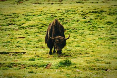 Full length of yak grazing on field