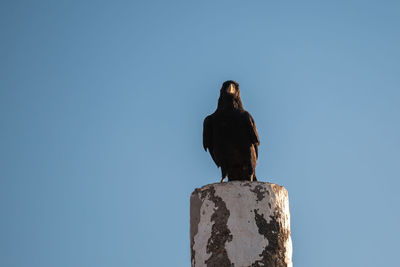 Low angle view of bird perching on a rock