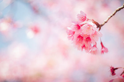 Close-up of pink cherry blossom