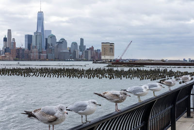 Birds in city against cloudy sky