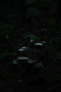 Close-up of mushroom growing on field