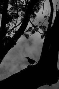 Low angle view of bird perching on a tree