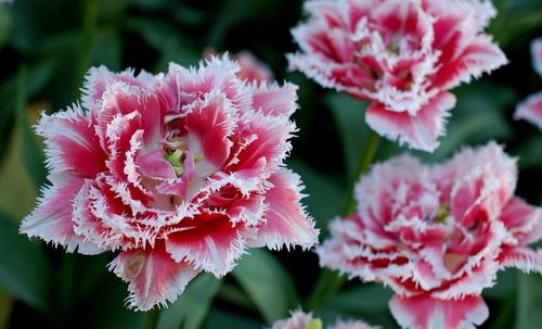 Close-up of red dianthus