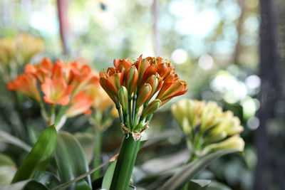 Close-up of red flower