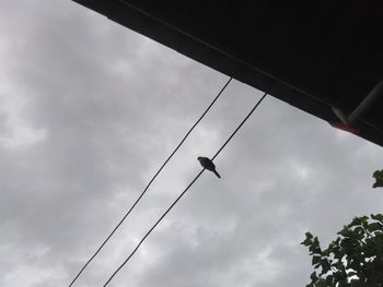 Low angle view of a bird flying