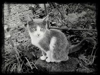 Portrait of cat on floor