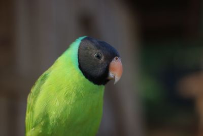 Close-up of parrot perching