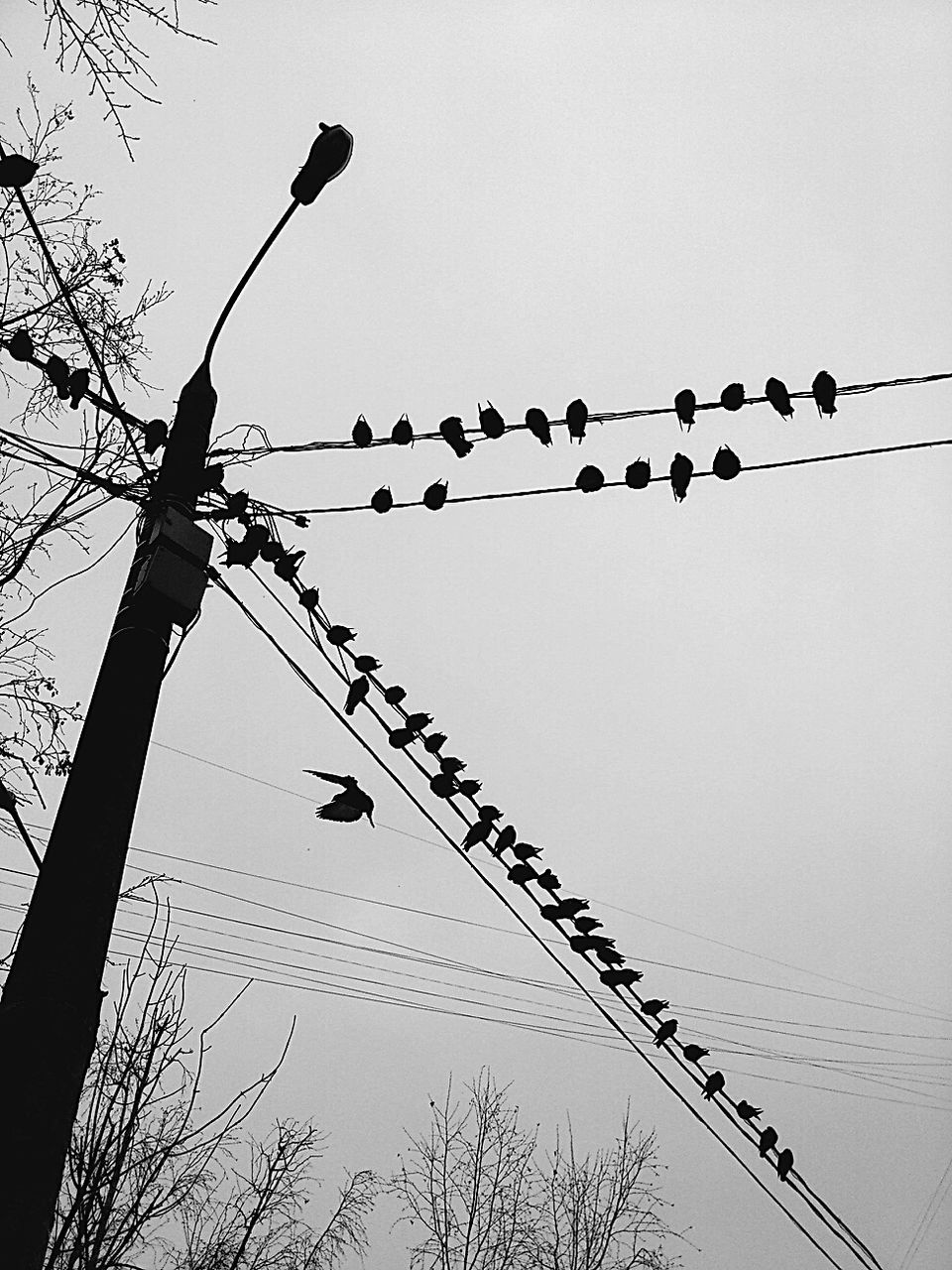 bird, animal themes, large group of animals, no people, low angle view, clear sky, flock of birds, electricity, outdoors, silhouette, animal wildlife, sky, animals in the wild, connection, day, perching