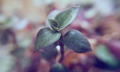 Close-up of leaves