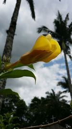 Low angle view of yellow flower blooming against sky