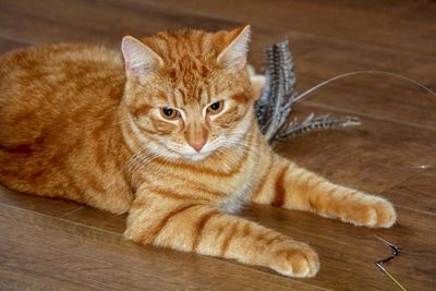 Portrait of cat lying on floor