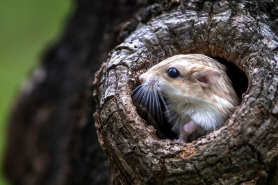 Close-up of a bird