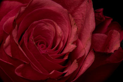 Close-up of red rose