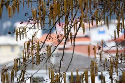 Close-up of frozen plants against trees during winter