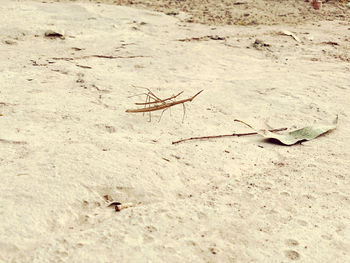 High angle view of insect on sand