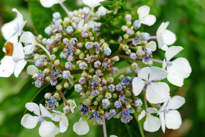 Close-up of white flowering plant in park