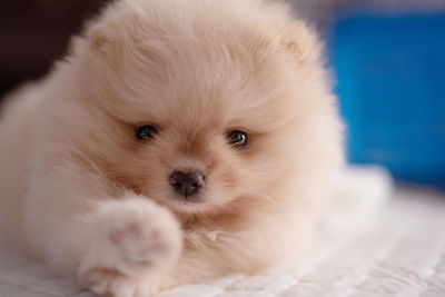 Close-up portrait of a small light brown pomeranian puppy