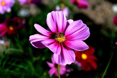Close-up of pink flower blooming outdoors