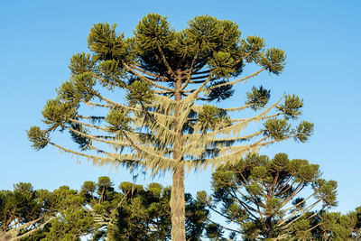 Low angle view of tree against clear blue sky