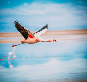 Bird flying over the sea