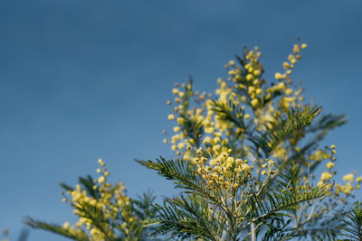 Low angle view of yellow flowering mimosa plant against clear sky