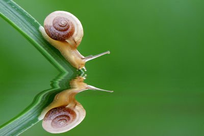 Close-up of snail on leaf