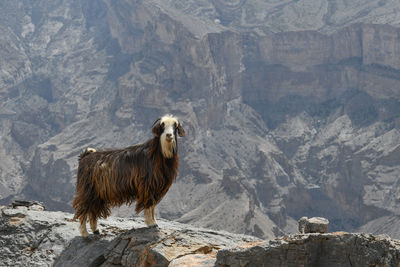 Portrait of sheep standing on rock